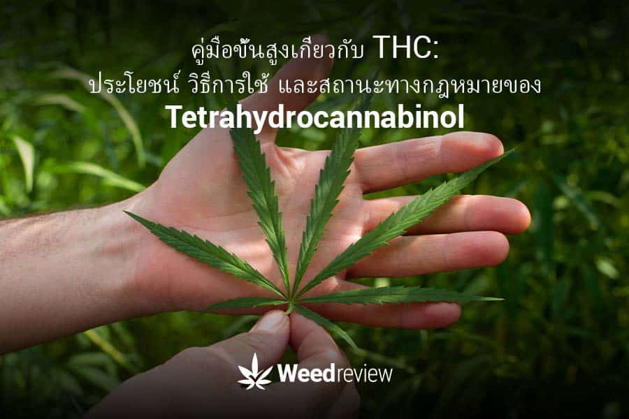 thumnail images for post 'THC คืออะไร: ประโยชน์ การใช้งาน และกฎหมายเกี่ยวกับ Tetrahydrocannabinol'