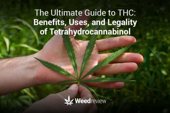 What is THC - understanding the cannabis compound that gets you high