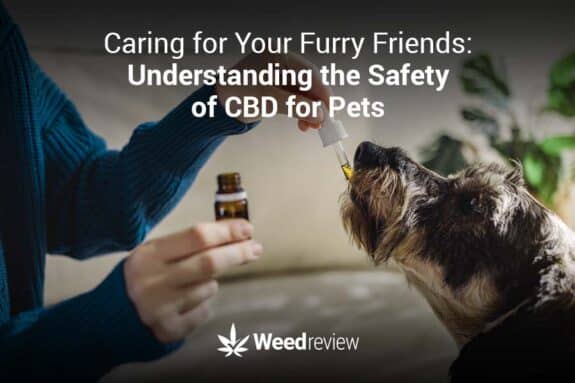 How to use CBD for pets