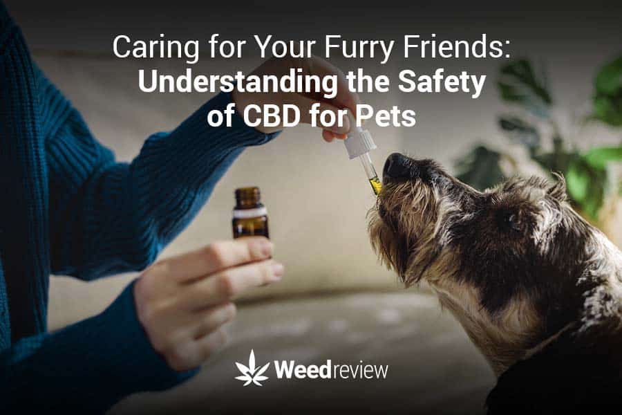 cbd-for-pets-guide