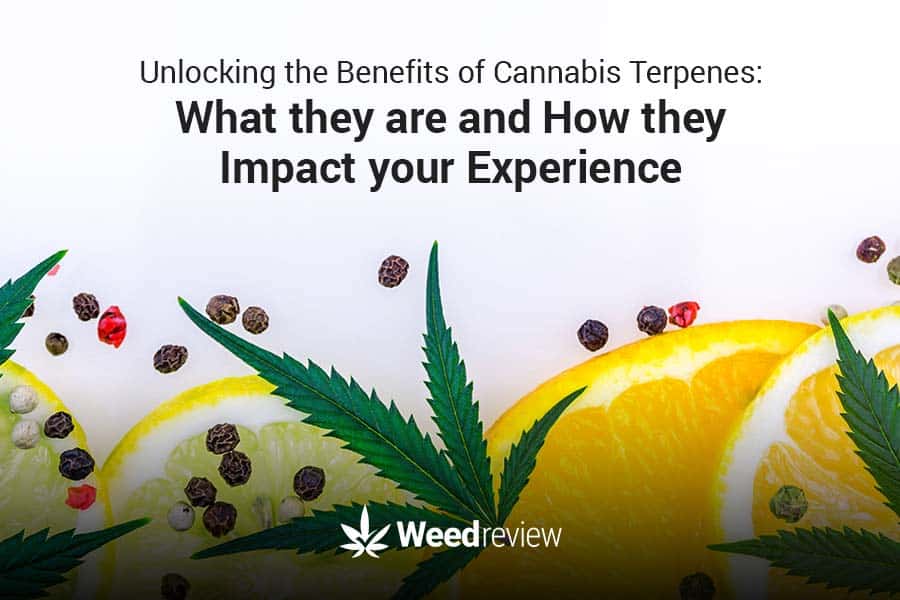 Marijuana terpenes explained