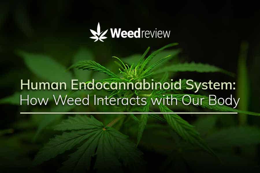 The fundamentals of human endocannabinoid system