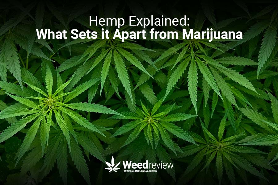 Understanding hemp and its similarities & differences to marijuana.