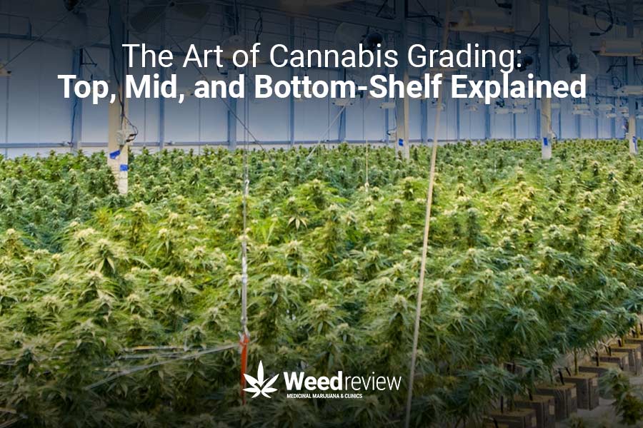 Understanding the differences between top shelf, bottom shelf, and mid shelf cannabis flowers.