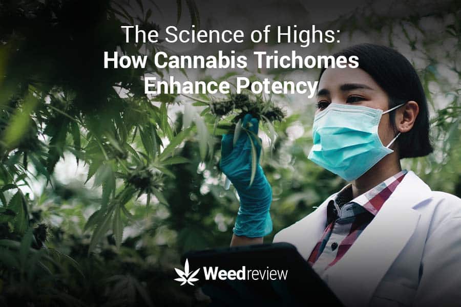 An explanation of how cannabis trichomes work
