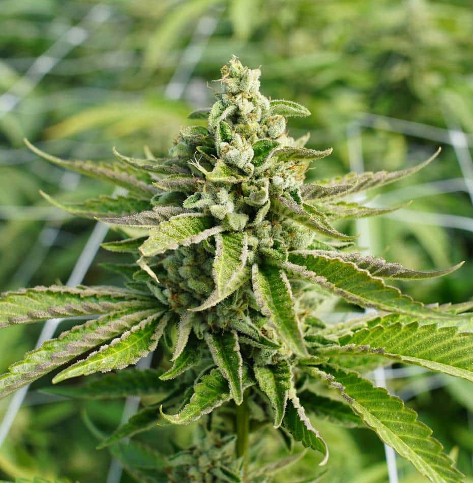 Cannabis indica grown outdoor