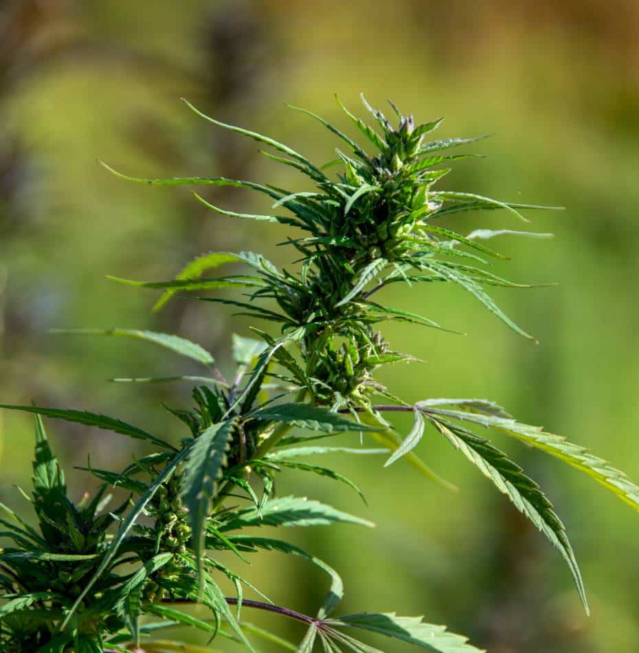 Cannabis sativa grown outdoor