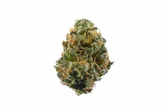 Haze bud