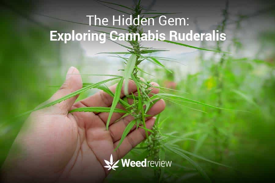 Cannabis ruderalis plant