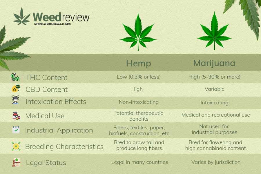 An image to show hemp is a low-THC plant bred for industrial uses; marijuana is bred for cannabinoid content.