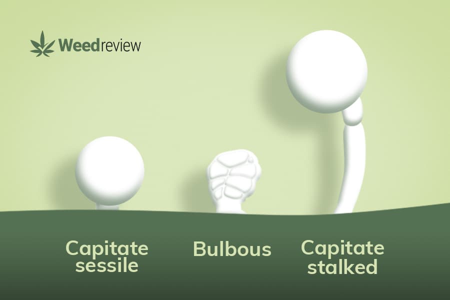 An image of capitate sessile, bulbous, and capitate-stalked trichomes.