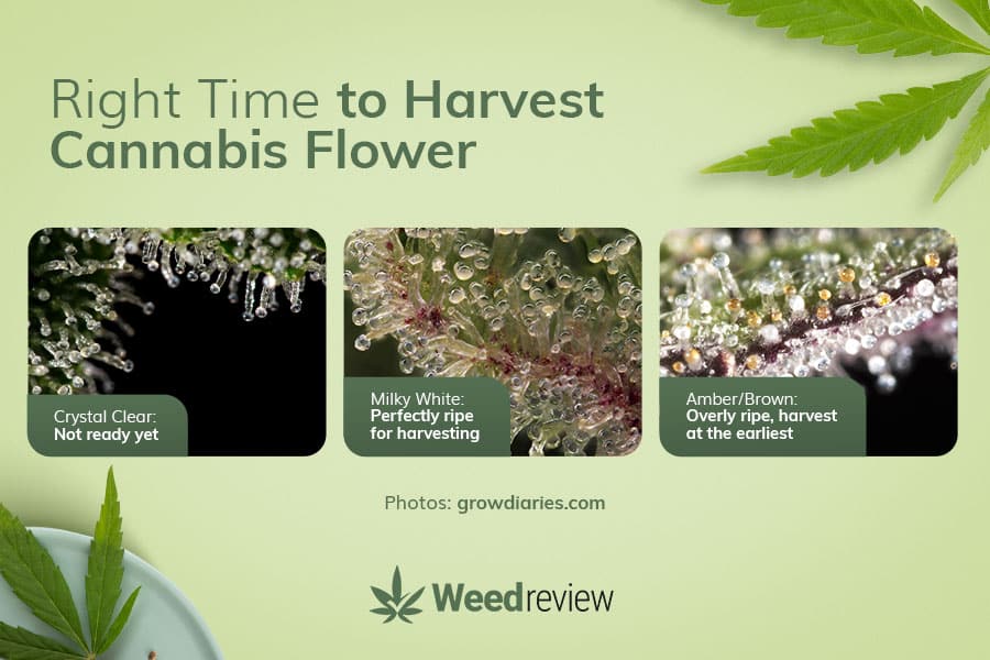 An image showing three phases of trichomes growth - crystal clear, milky white, amber/brown.