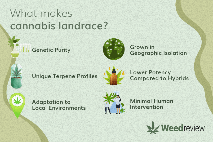 A chart depicting the different characteristics of landrace cannabis strains.