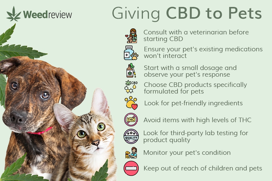 A list of considerations when planning to give CBD to cats & dogs.