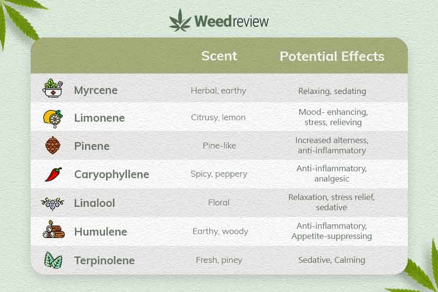 A chart showing commonly found terpenes in marijuana flowers.