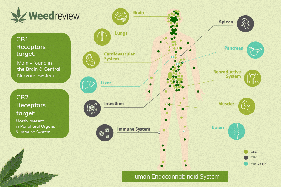 A diagram showing different receptors in the human endocannabinoid system.