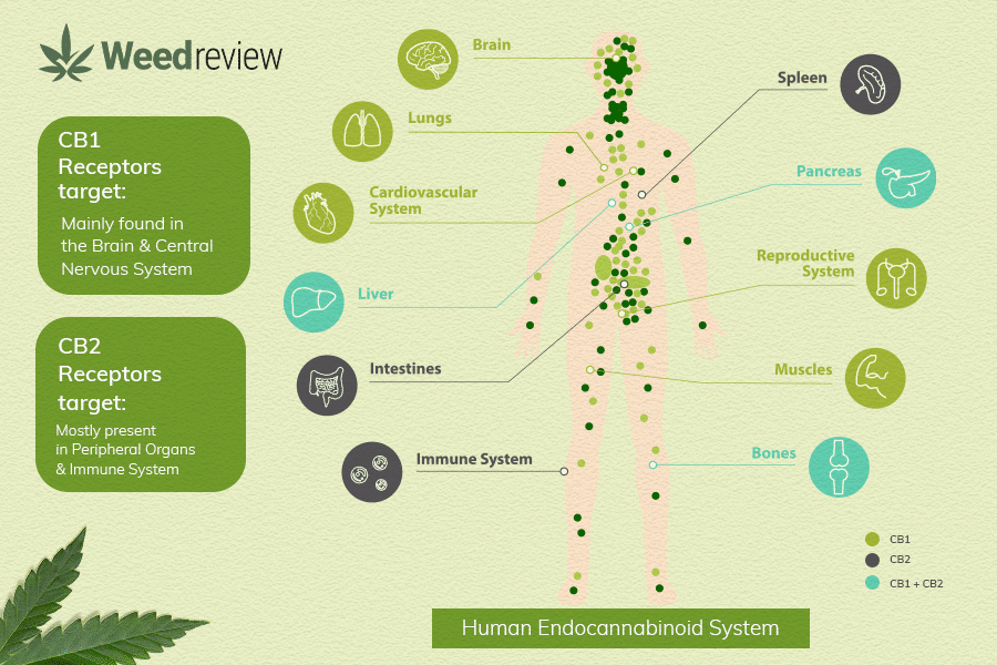 human-endocannabinoid-system-chart