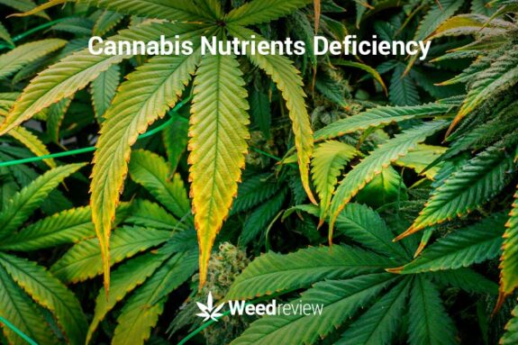 Cannabis nutrient deficiency chart & symptoms