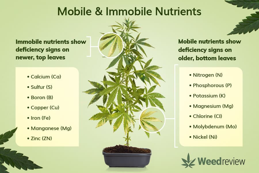 Mobile and immobile nutrients in the cannabis plant