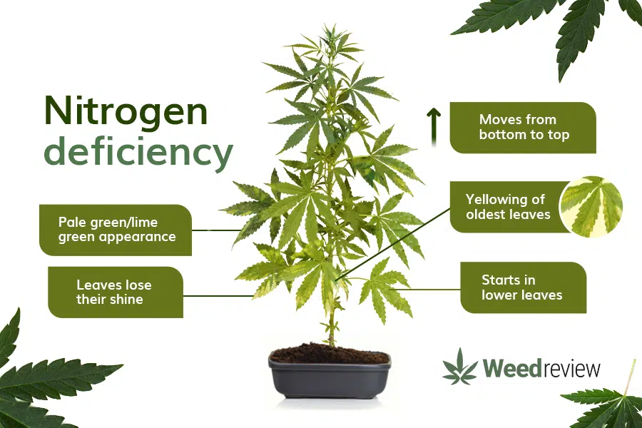 A chart showing common signs of nitrogen deficiency in cannabis plants.