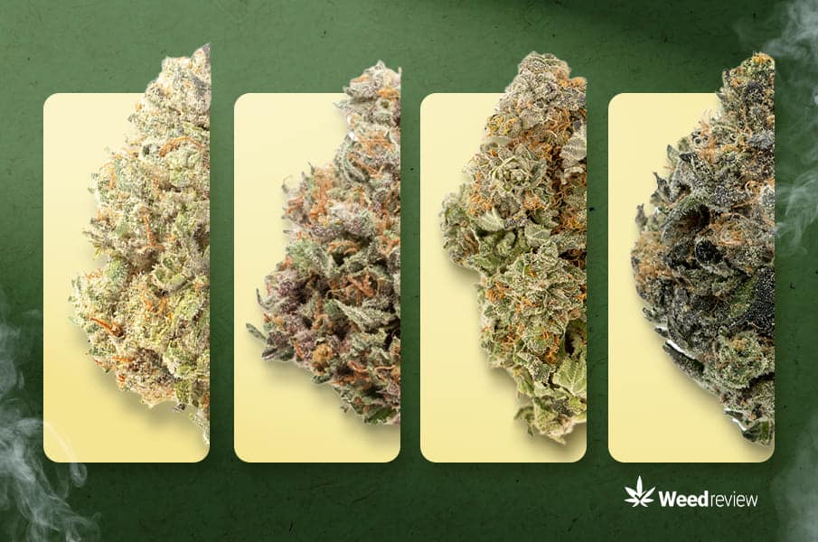 An article on strongest marijuana flowers