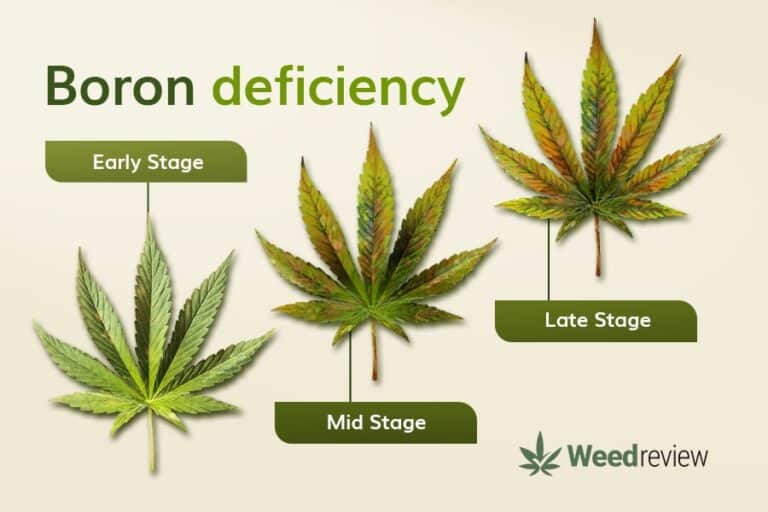 Marijuana Plants Nutrient Deficiency Chart Weed Review