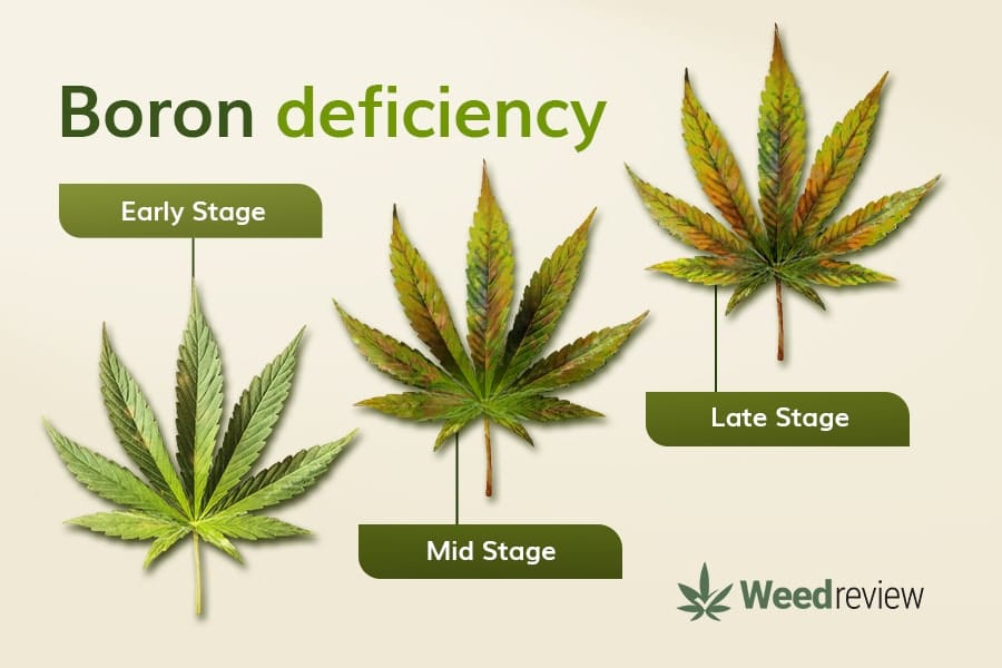 An image showing leaf progression during B deficiency in marijuana plants.