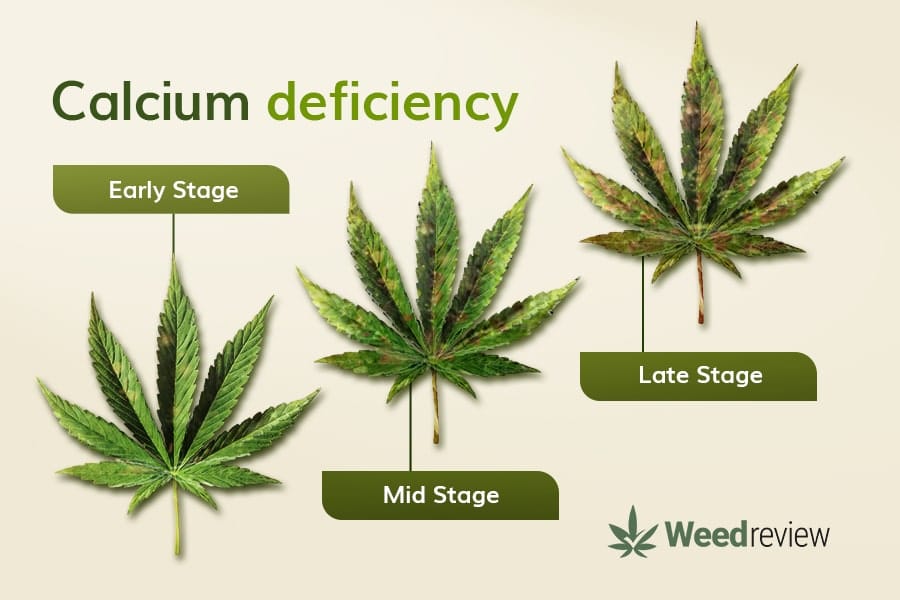 An image showing leaf progression during Ca deficiency in marijuana plants.