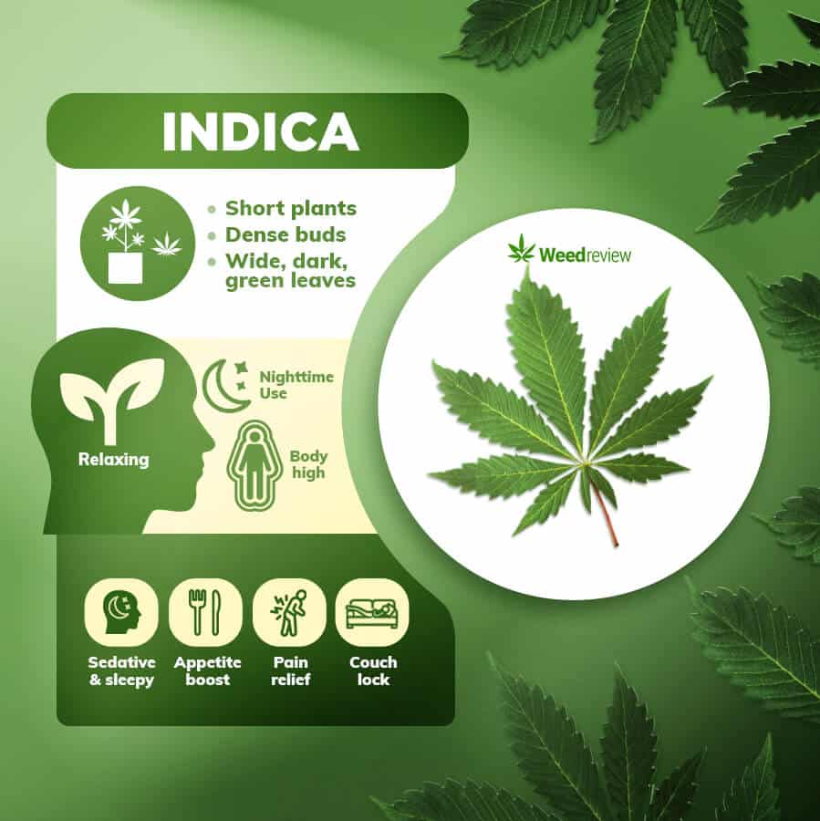 An image showing the main features & properties of cannabis Indica.