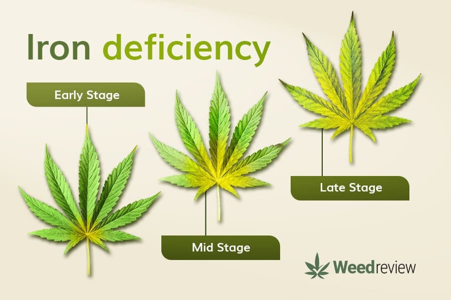 An image showing leaf progression during Fe deficiency in marijuana plants.