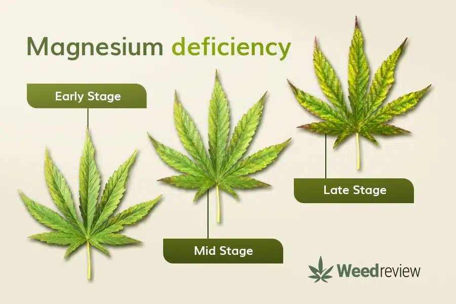 An image showing leaf progression during Mg deficiency in marijuana plants.
