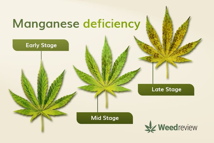 An image showing leaf progression during Mn deficiency in marijuana plants.