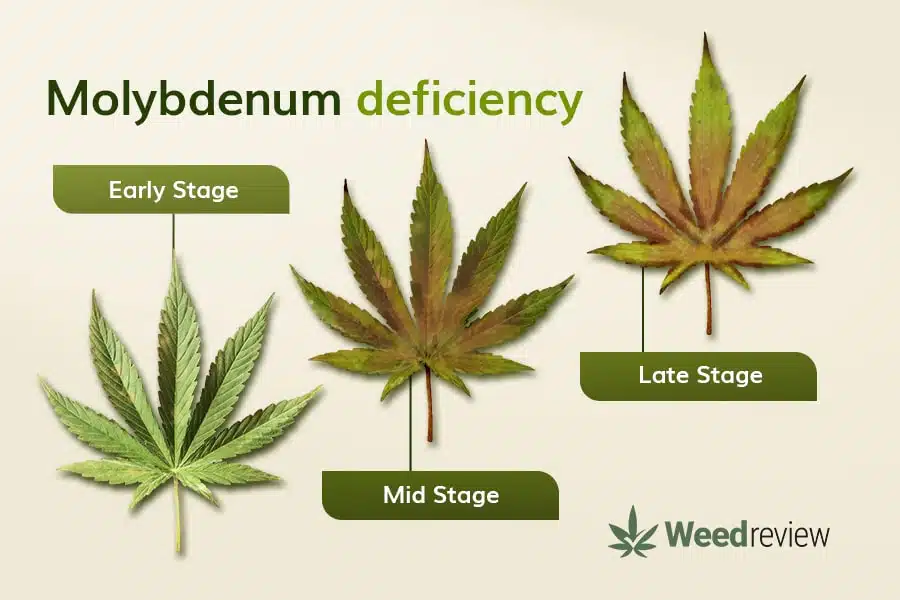 An image showing leaf progression during Mo deficiency in marijuana plants.