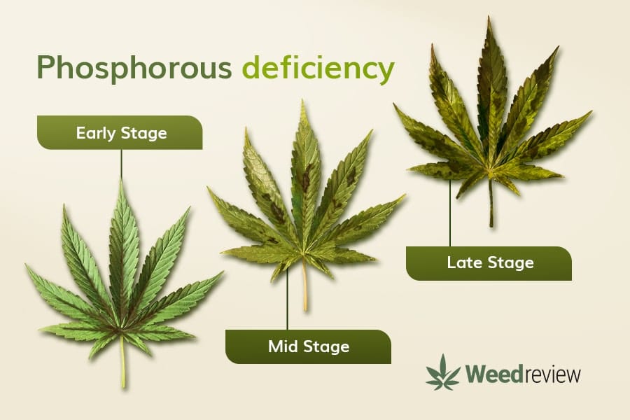 An image showing leaf progression during P deficiency in marijuana plants.