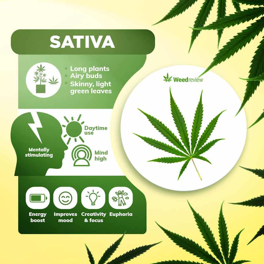 An image showing the main features & properties of cannabis Sativa.