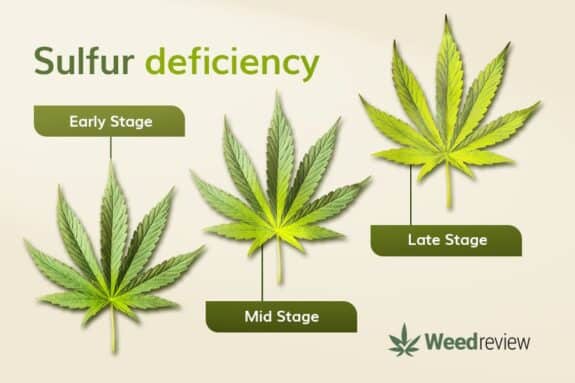 Marijuana Plants Nutrient Deficiency Chart | Weed Review