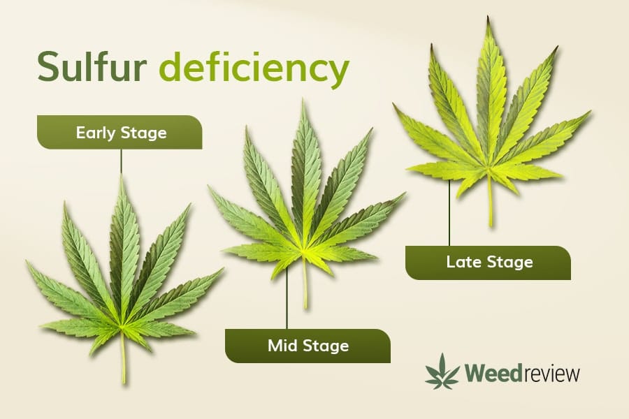 An image showing leaf progression during S deficiency in marijuana plants.