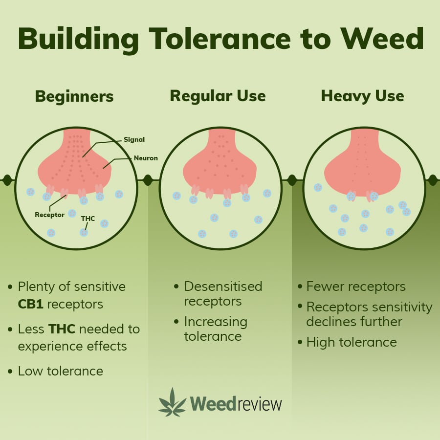 A chart showing how your body builds tolerance to weed over time.