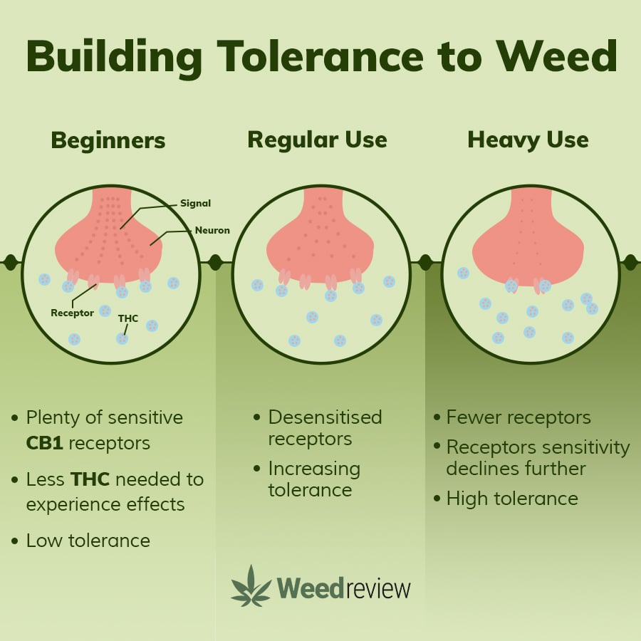 Marijuana Tolerance & TBreaks Weed Review