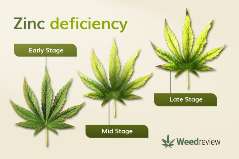 Marijuana Plants Nutrient Deficiency Chart Weed Review