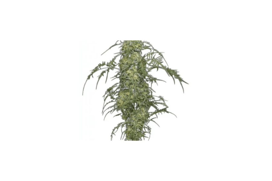 Freakshow marijuana flower