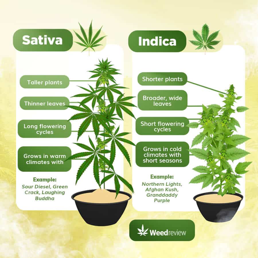 An infographic showing the main traits of cannabis Indica versus Sativa plants.