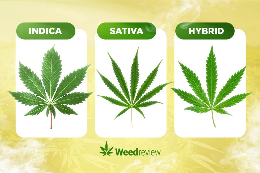 A guide to marijuana strain types - sativa, indica, and hybrid.