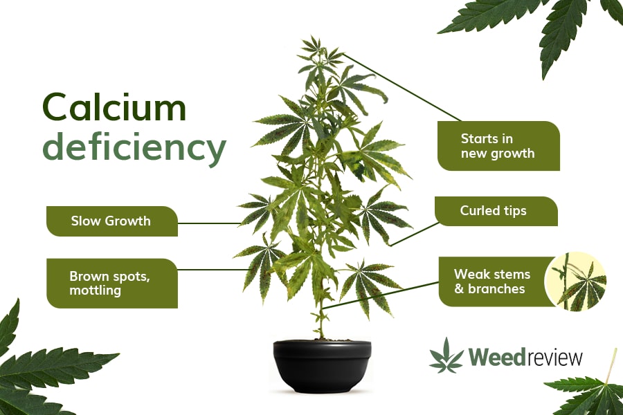 A chart showing common signs of calcium deficiency in cannabis plants.