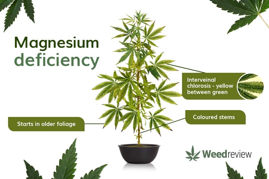 A chart showing common signs of magnesium deficiency in cannabis plants.