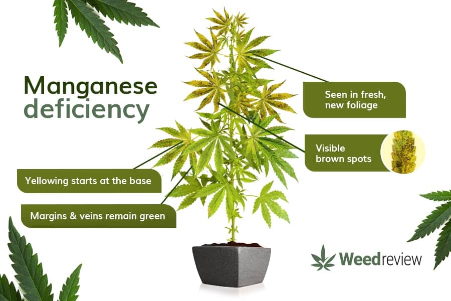 A chart showing common signs of Manganese deficiency in cannabis plants.