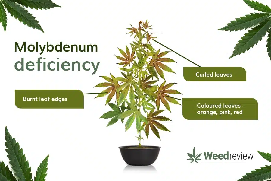 A chart showing common signs of Molybdenum deficiency in cannabis plants.