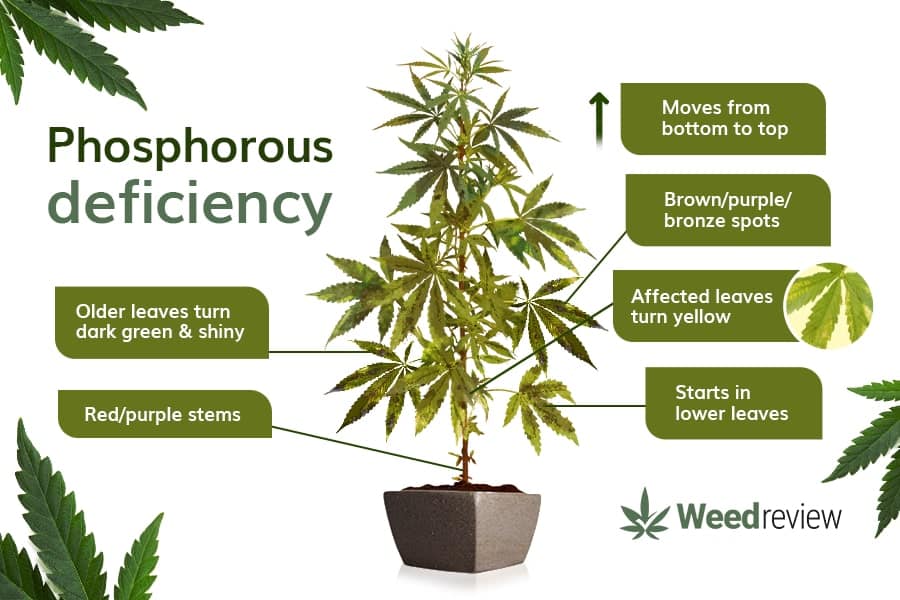 A chart showing common signs of phosphorous deficiency in cannabis plants.