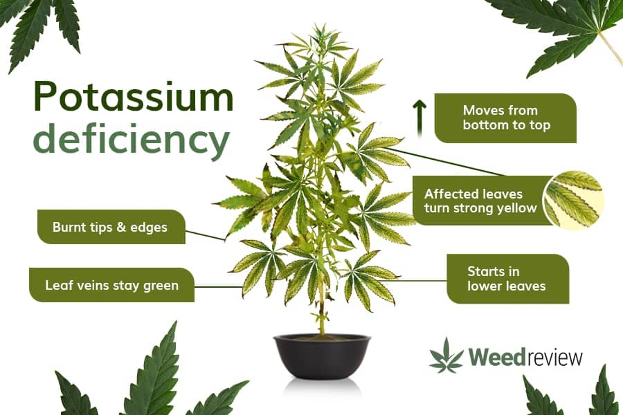A chart showing common signs of potassium deficiency in cannabis plants.