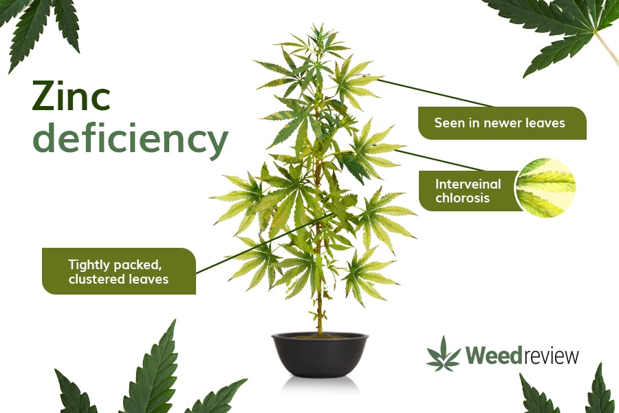 A chart showing common signs of Zinc deficiency in cannabis plants.